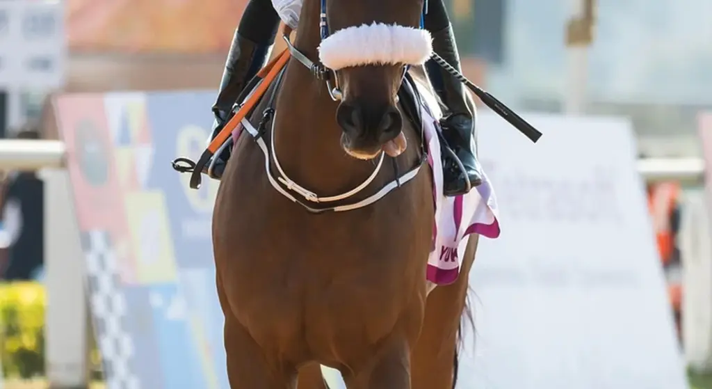 Natural vs. Synthetic Tack: A Practical Guide for the Real World