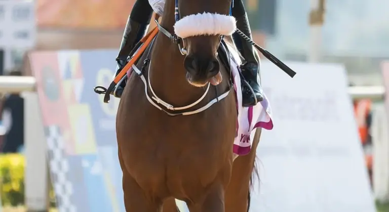 Brown horse wearing a bridle with white padding and reins in an arena.