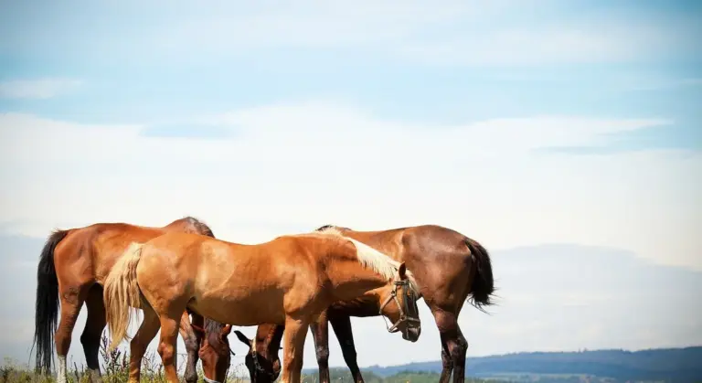 Horses grazing together in an open field beneath a blue sky