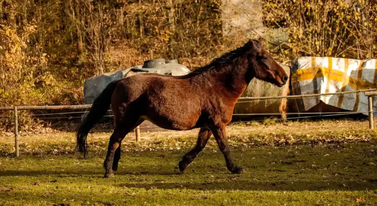 A dark brown horse trotting in a grassy paddock with a fence and autumn trees in the background, illustrating the initial stage of introducing a new horse to an established herd.