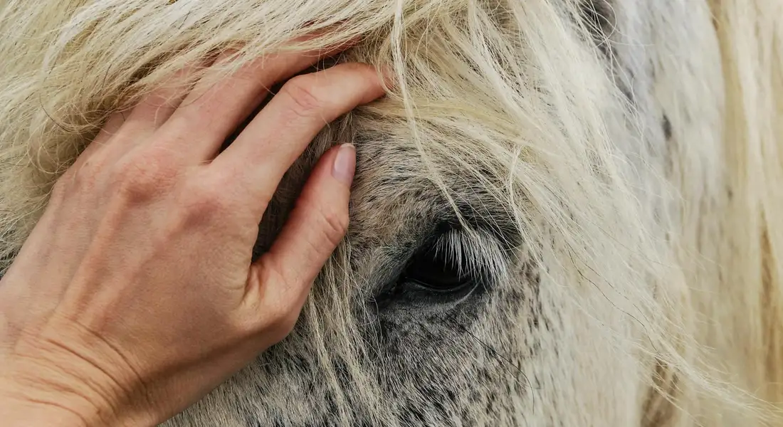 Close-up of a pale horse's eye with a human hand resting on its forehead, illustrating attentive, ongoing care for a horse affected by anhidrosis.