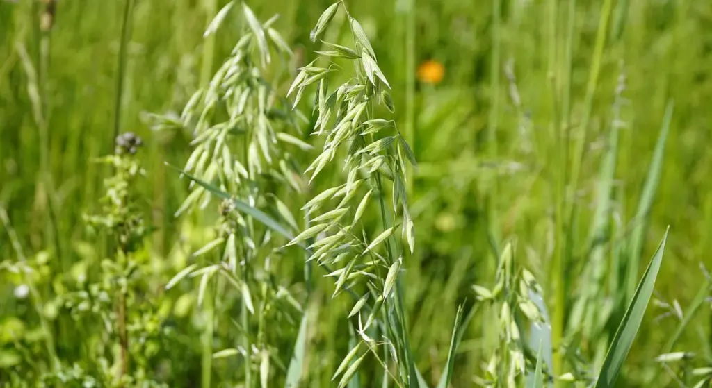 How Much Oats Should You Feed Your Horse? Daily Feeding Guidelines