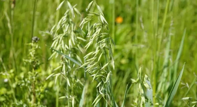 Close-up of oat stalks in a sunlit green field