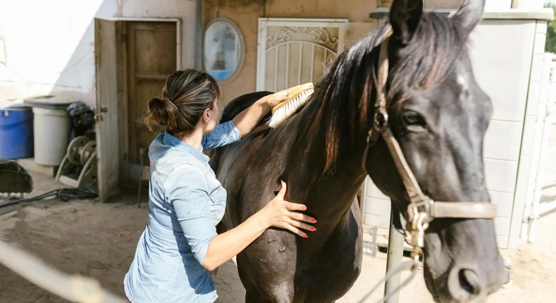 A person brushing a dark horse in a stable, inspecting the coat and skin for health checks
