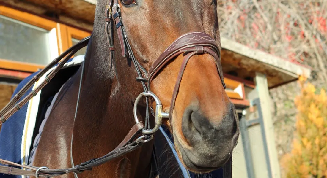 Close-up of a Thoroughbred wearing a bridle, ready for tack as part of a gentle introduction to light riding.