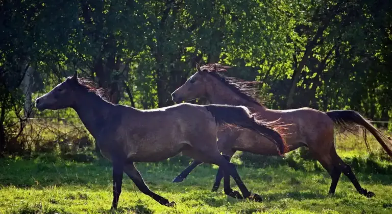 Two Thoroughbred horses galloping across a sunlit pasture with green grass and a tree line in the background.