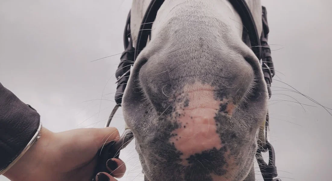 Close-up of an off-the-track Thoroughbred's muzzle with a bridle, held by a person.