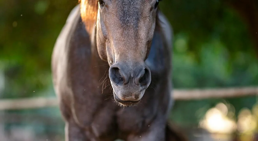 Close-up of a dark Thoroughbred horse's head facing the camera.