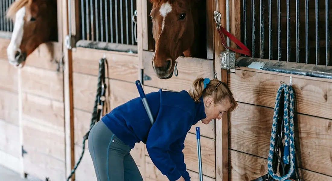 A person in a blue shirt bends over with a cleaning tool beside horse stalls in a barn; two horses look out from their stalls.