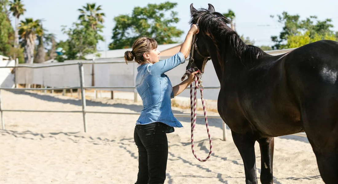 Person wearing a light blue shirt stands in a sandy paddock, holding a dark horse by a rope halter and appearing to adjust or pat the horse.