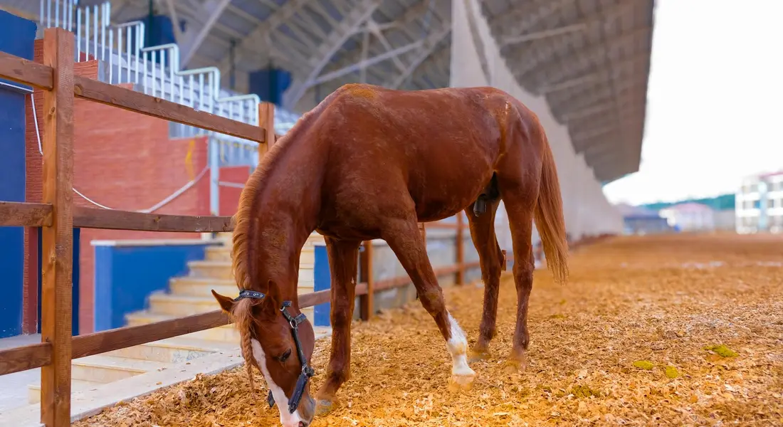 Chestnut horse grazing near a wooden fence inside a sandy paddock under a large sheltered structure, illustrating a paddock paradise track on a small property.