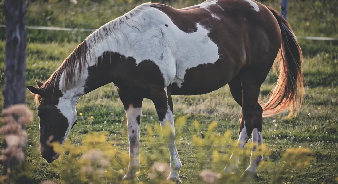 Paint horse with black and white patches grazing in a sunlit meadow.