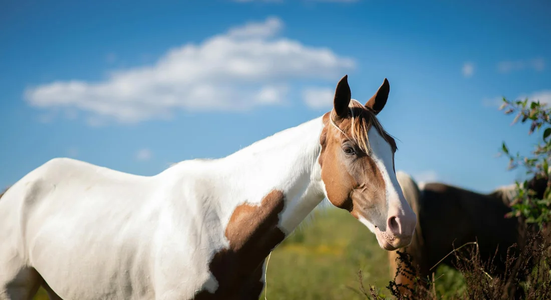 A paint horse with white and brown patches standing in a sunlit pasture