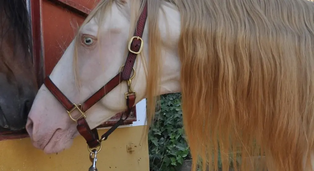 What Is a Paint Horse? Defining the Colorful, Capable American Icon