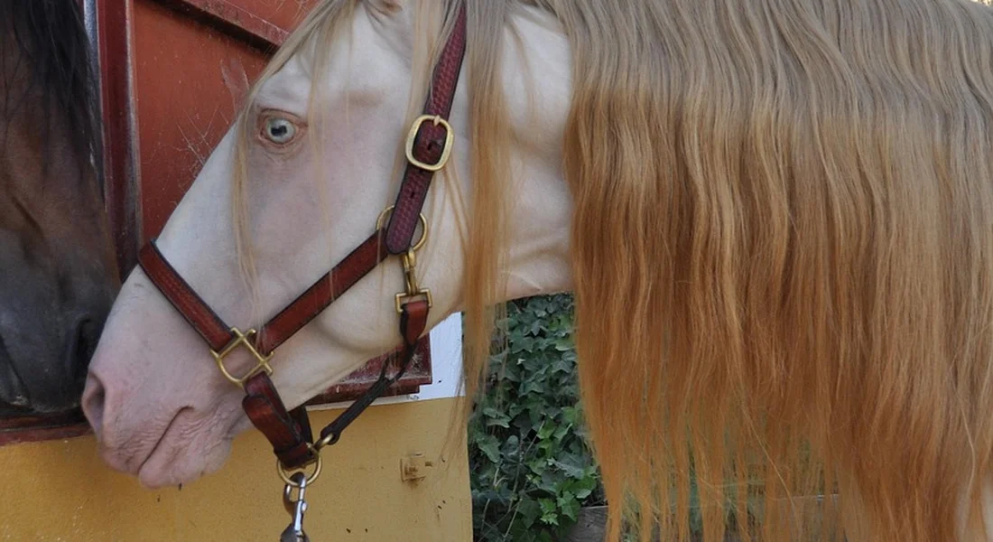 Close-up of a Paint Horse's head with a white face, pink muzzle, and pale mane, wearing a brown halter.