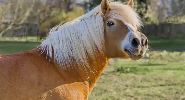 Close-up profile of a palomino horse with a light mane in a grassy pasture.