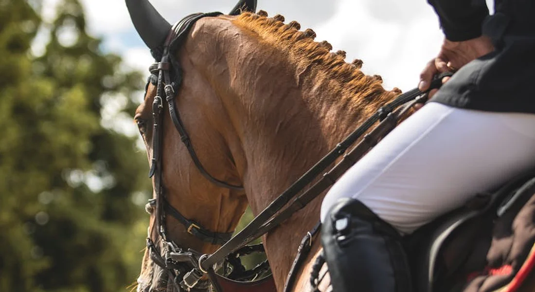 Close-up of a rider on a horse, focusing on the bridle and the horse's neck during a pre-ride safety check