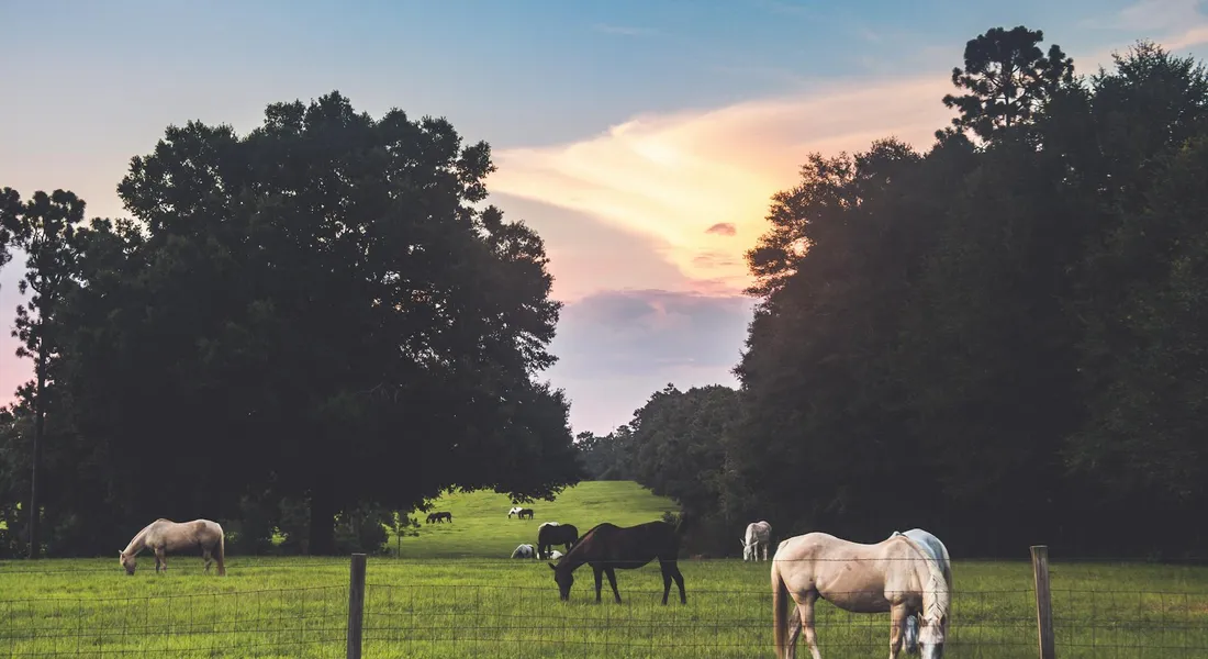 Horses grazing in a green pasture at sunset with a fence and trees in the background.