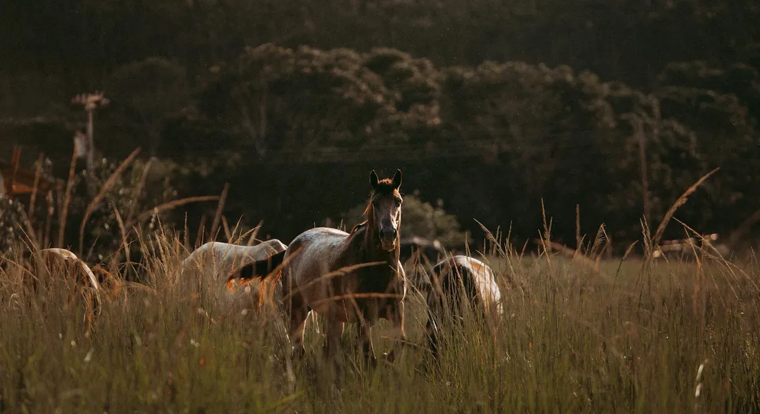 Horses standing in a tall-grass pasture with a dark background