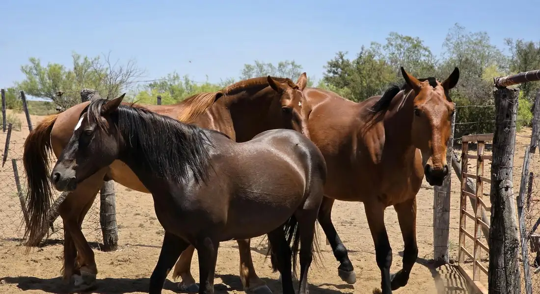 A group of horses gathered in a fenced pasture under a clear blue sky.