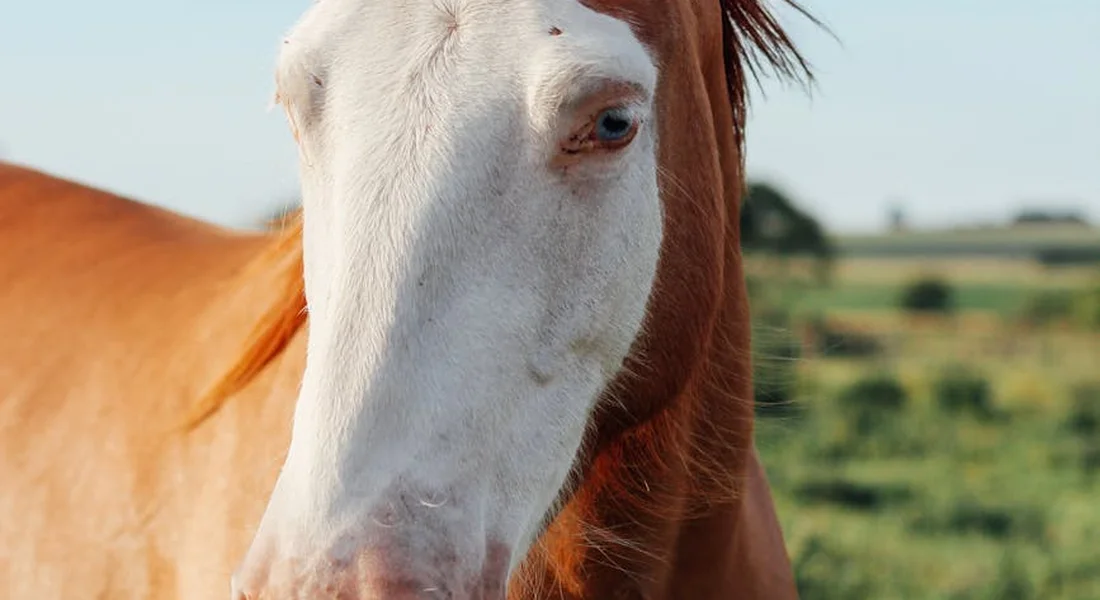 Close-up of a chestnut horse's head in a sunlit pasture with green fields in the background.