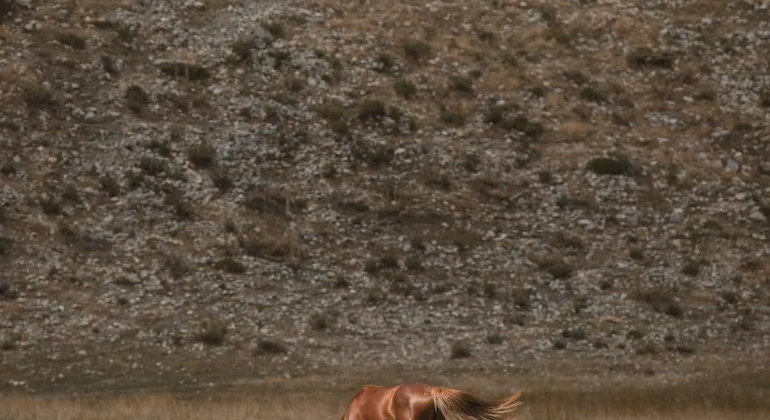 Brown grazing animal near a rocky, bare hillside pasture with sparse vegetation.