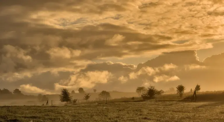 Golden sunrise over a misty pasture with scattered trees and low-lying fog.