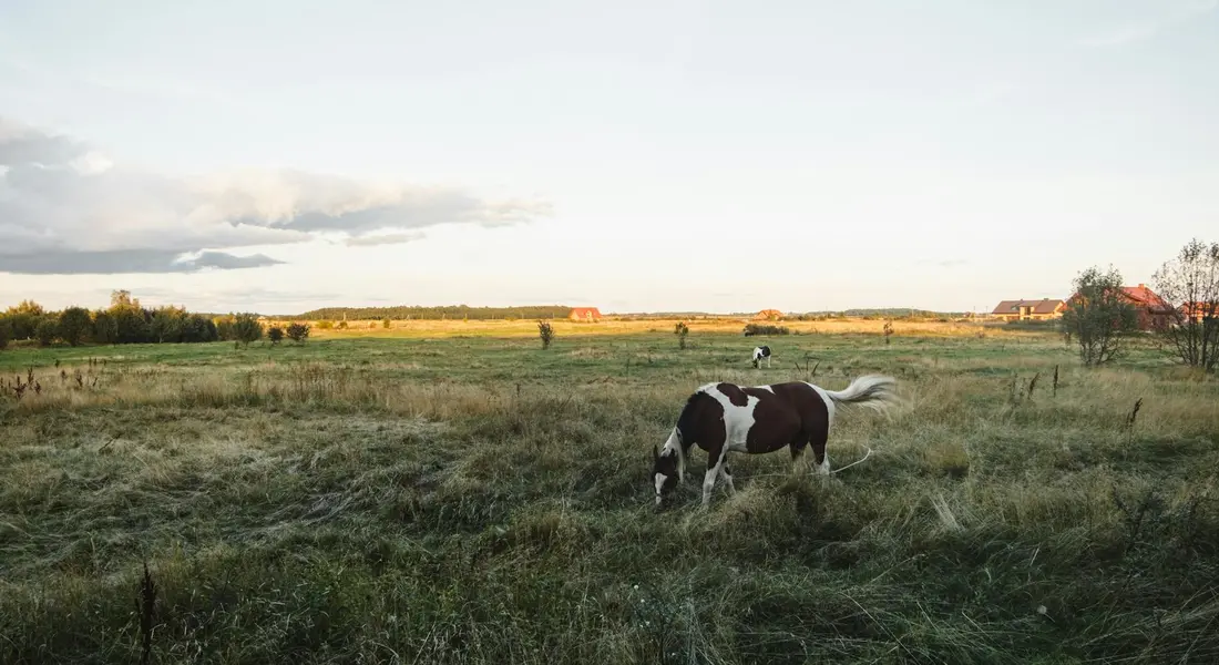 A black-and-white Pinto horse grazing in a wide grassy pasture with a fence in the foreground and distant farm buildings under a pale sky.