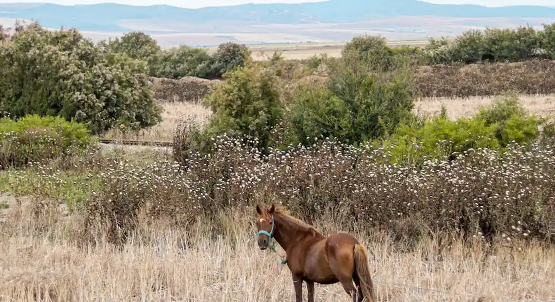 A brown horse wearing a blue halter stands in a dry, sparse pasture with tall grasses and shrubs in the background.