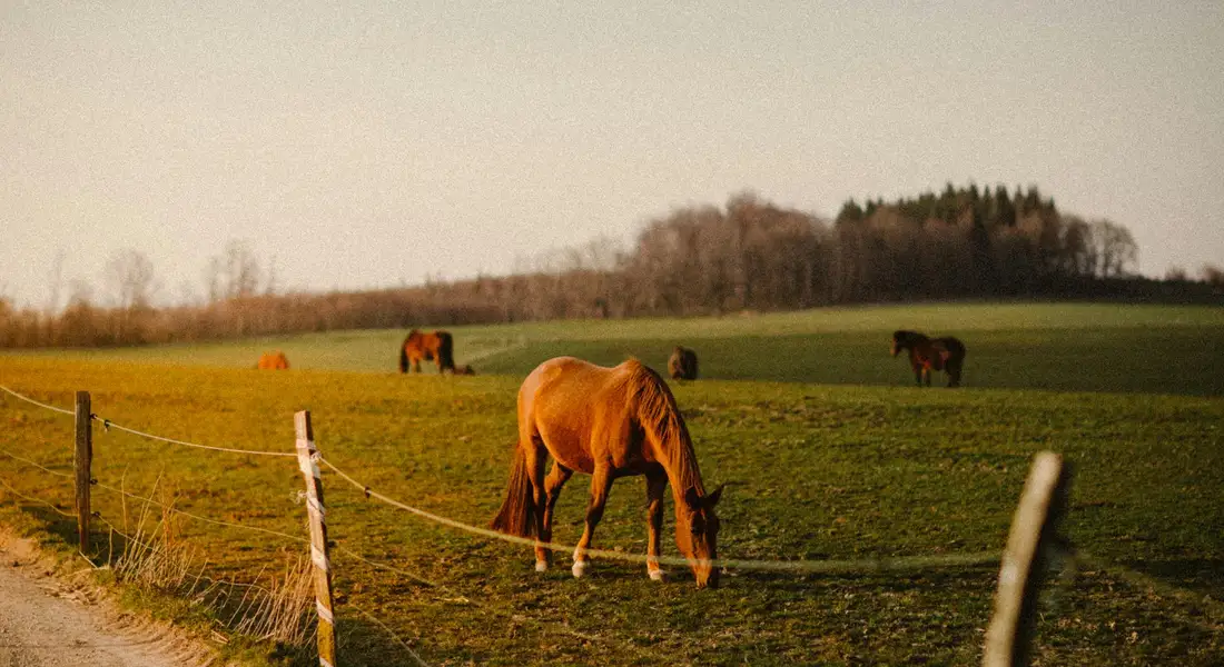 Horses grazing in a sunlit pasture with a wooden fence at the front and distant trees.