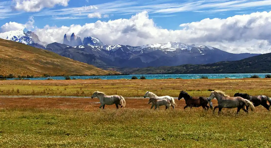 Horses grazing on a lush spring pasture with a turquoise lake, rolling hills, and distant mountains under a bright blue sky.
