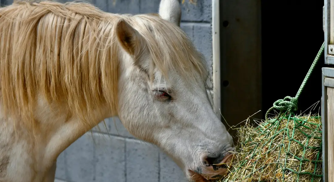 Light-colored horse with a pale mane eating hay from a bale near a stall.