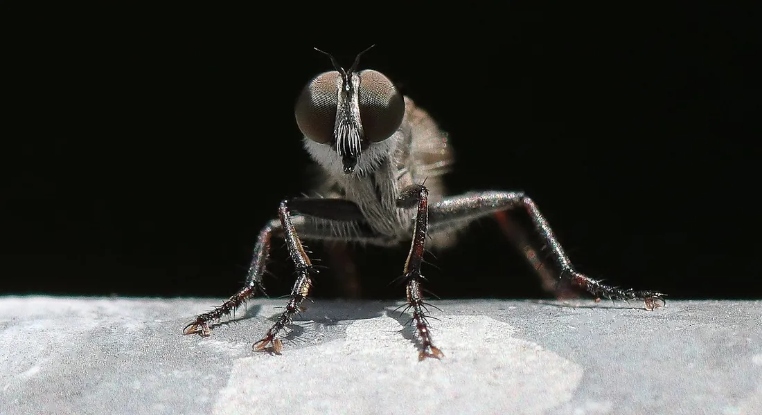 Macro photo of a fly with large eyes perched on a light surface, highlighting the pests that physical barriers protect against.