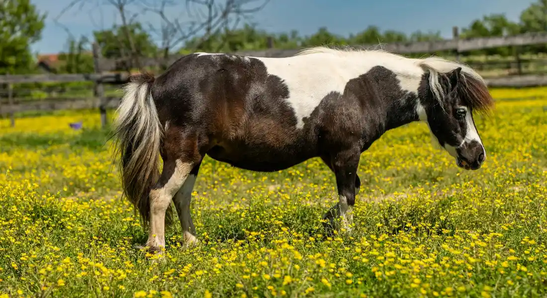 A piebald horse with black and white patches grazing in a sunny field of yellow wildflowers, with a fence in the distance.