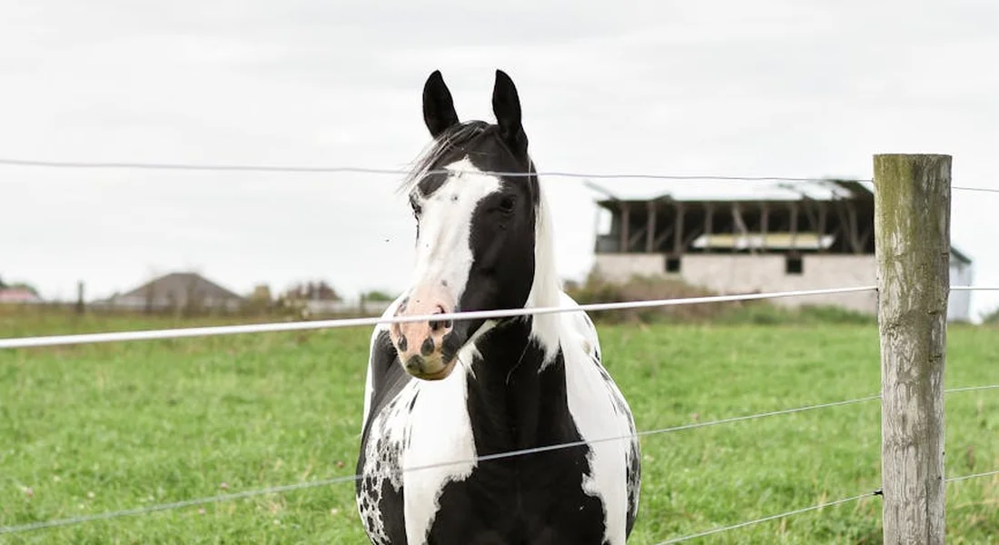 Black and white piebald horse standing behind a fence in a green pasture.