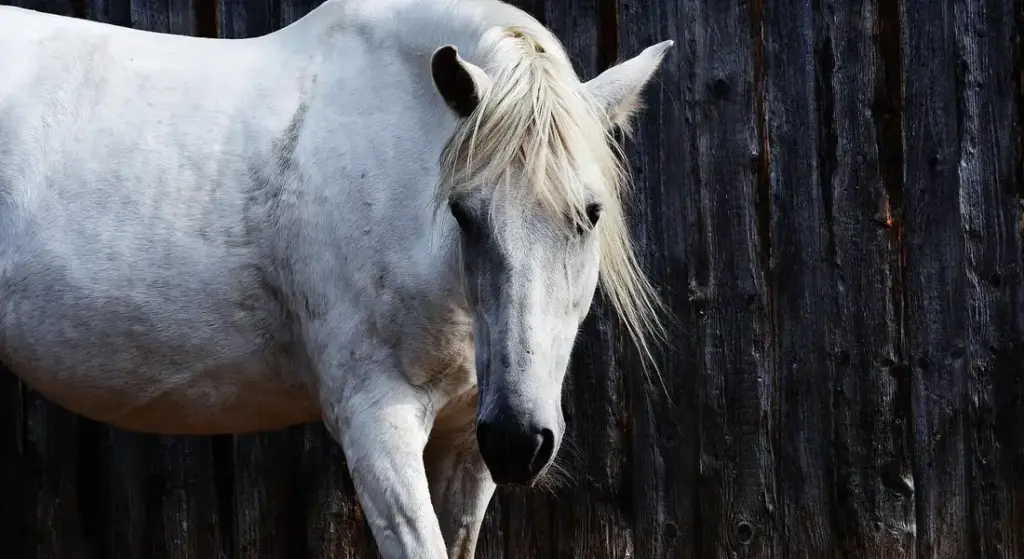 What is a Piebald Horse? Defining the Black and White Equine