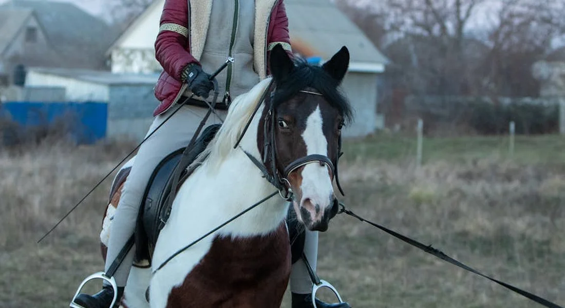 Piebald horse (black and white) ridden by a person in an open field.