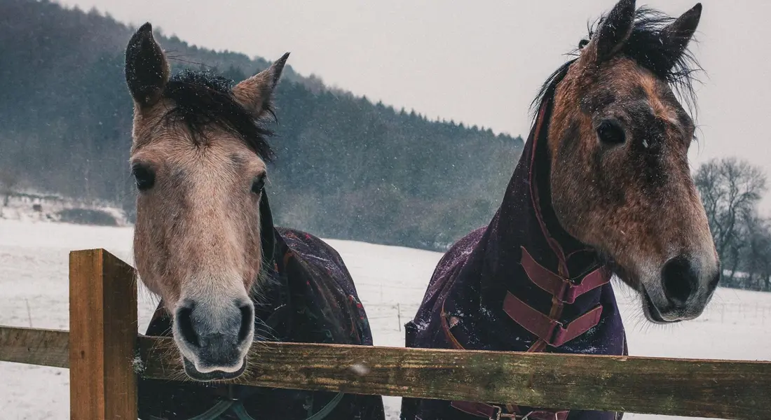 Two horses standing behind a wooden fence in a snowy paddock.
