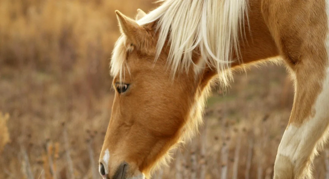 Close-up of a light-brown pony with a pale mane grazing in a dry grassy field.