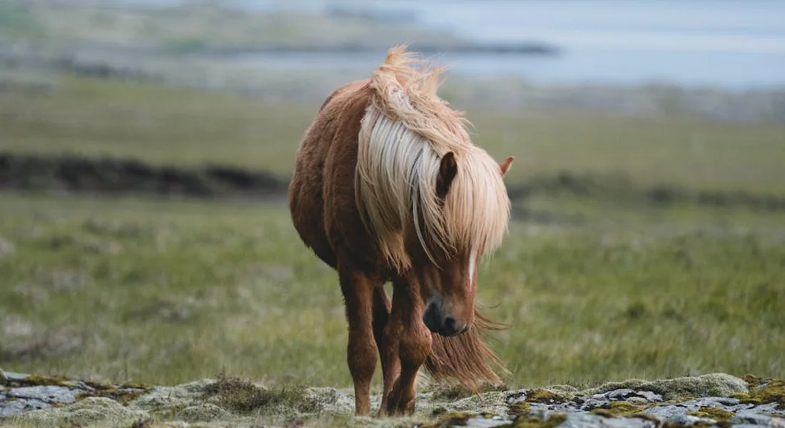 A small chestnut pony with a pale mane standing on a grassy field with rocky foreground and distant water.