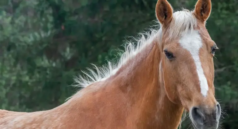 Close-up of a chestnut horse outdoors with a white blaze