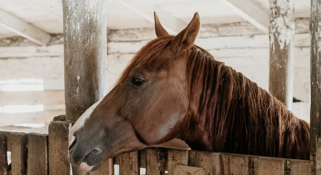 A mare in a foaling stall with her head over the wooden stall bars, calm and observant.
