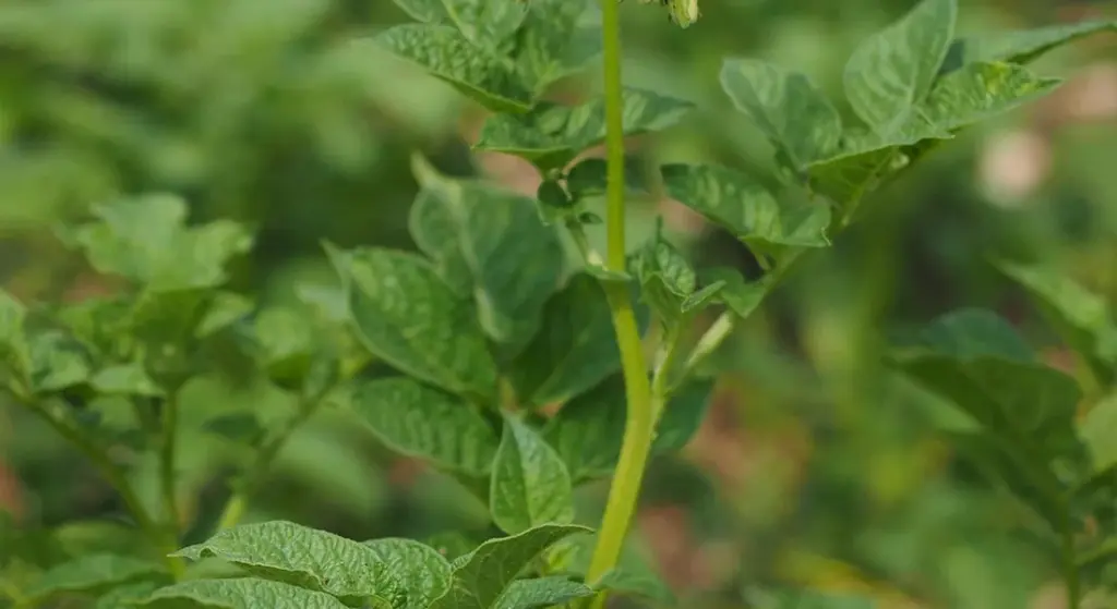 Can Horses Eat Potatoes? Understanding Nightshade Vegetable Risks