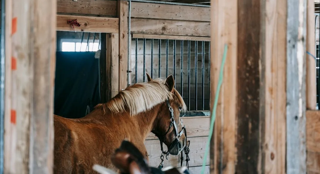 Horse in a wooden barn stall wearing a halter, with equipment hanging nearby