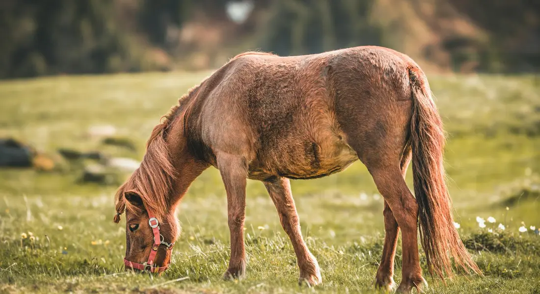 Chestnut horse with a halter grazing on a sunlit grassy pasture.