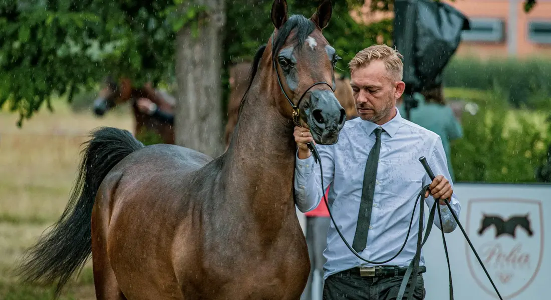 A man in a light shirt and tie guides a bay American Quarter Horse on a halter in an outdoor arena.