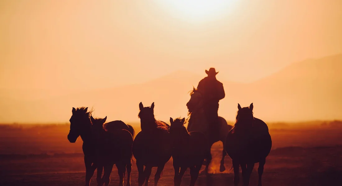 Silhouettes of multiple horses with a rider on one horse at sunset, depicting a calm, controlled setting for Quarter Horse care.