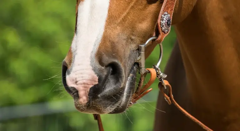 Close-up of a horse's muzzle with a bridle, featuring a white blaze on the nose.