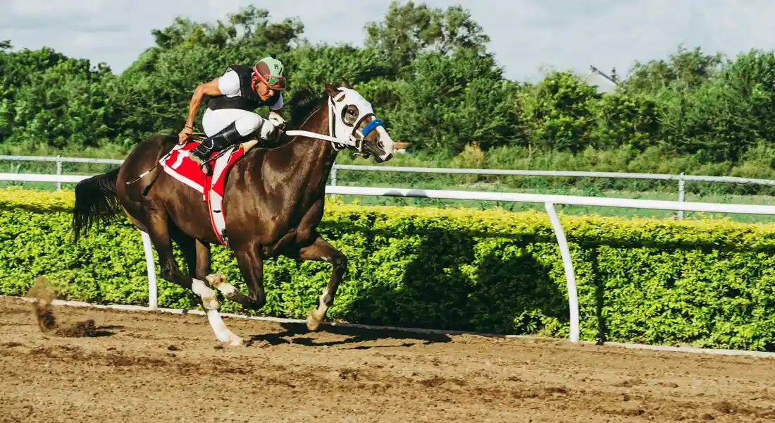 Two racehorses gallop on a dirt track with jockeys in color silks, green hedges and a white fence in the background.