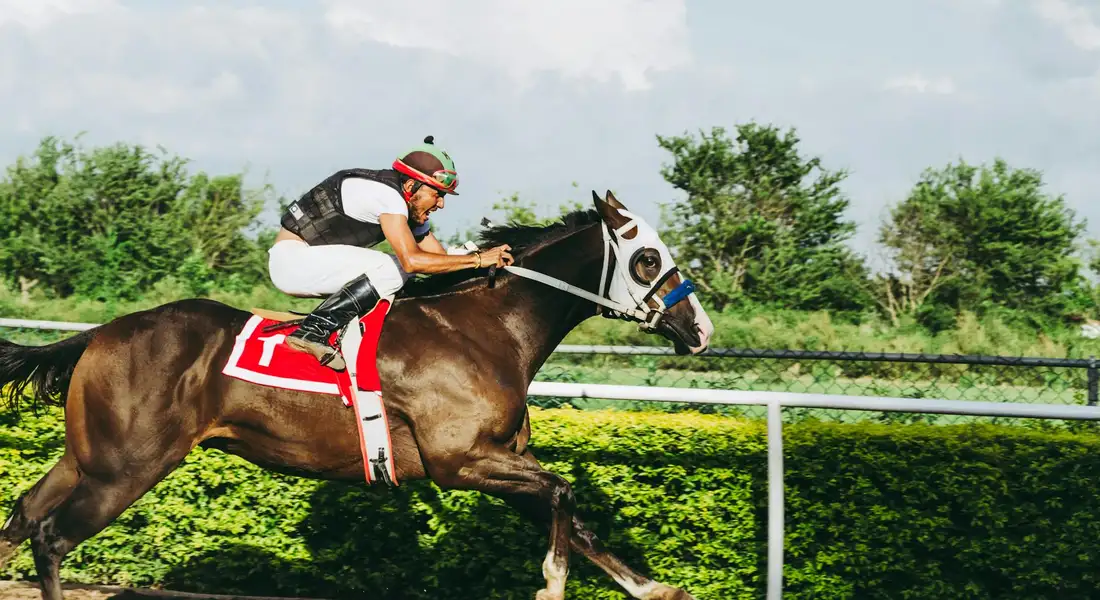A jockey rides a brown racehorse sprinting along a track with green hedges in the background.